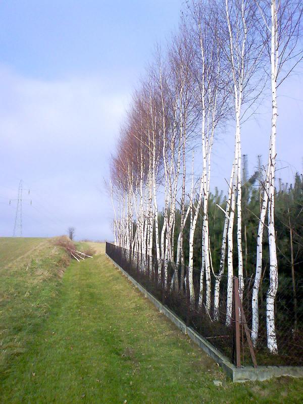 40850.jpg