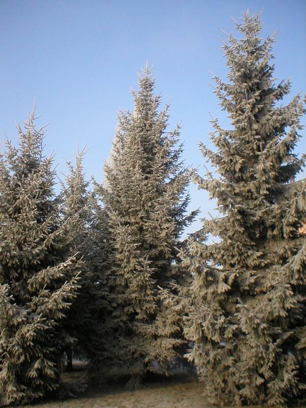 41662.jpg