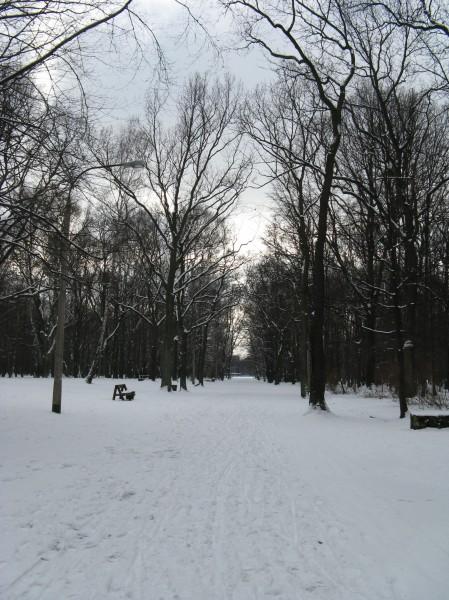 Biała Zielona (Park Zielona w śniegu)