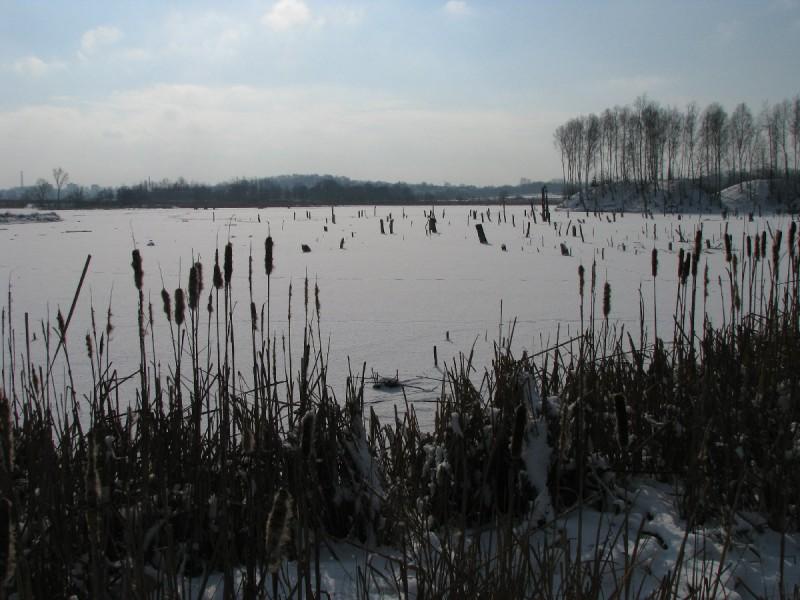 Zamarznięty staw