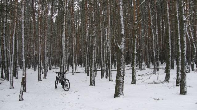 Śnieżny lasek