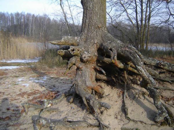 Dziwne drzewo