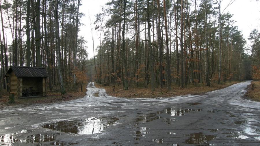 Leśna odwilż