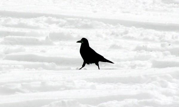 Wycinanka