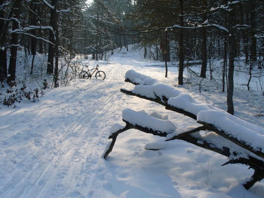Las pod śniegiem