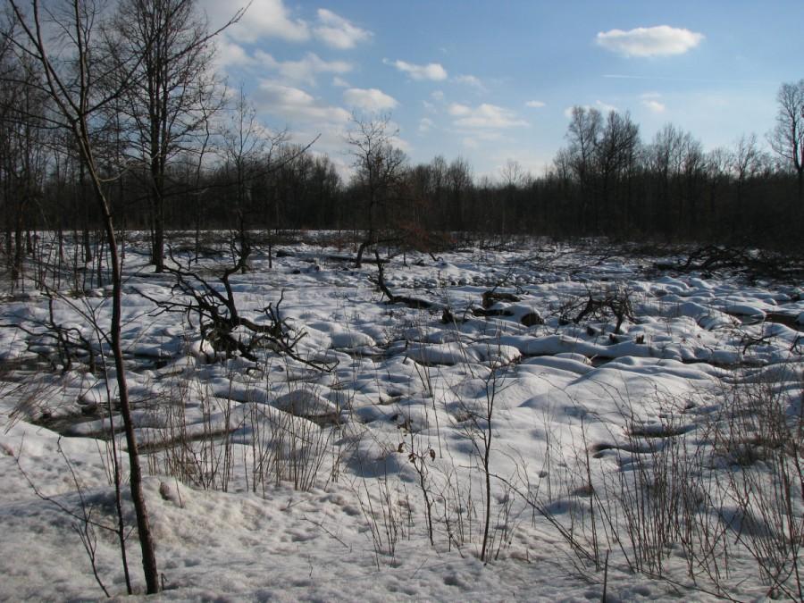 Wycinka lasu