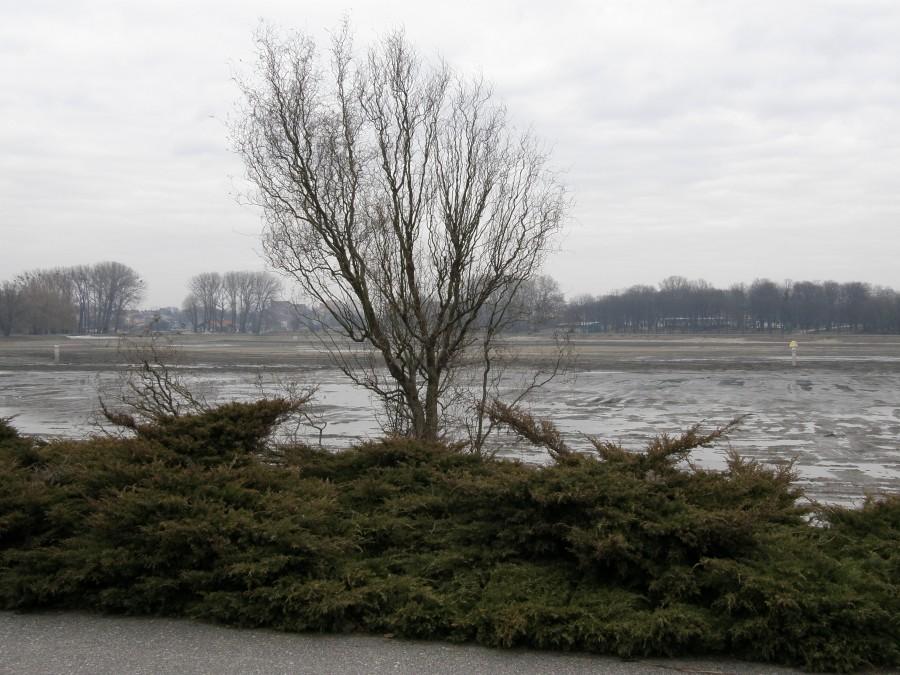 Drzewko nad Maltą