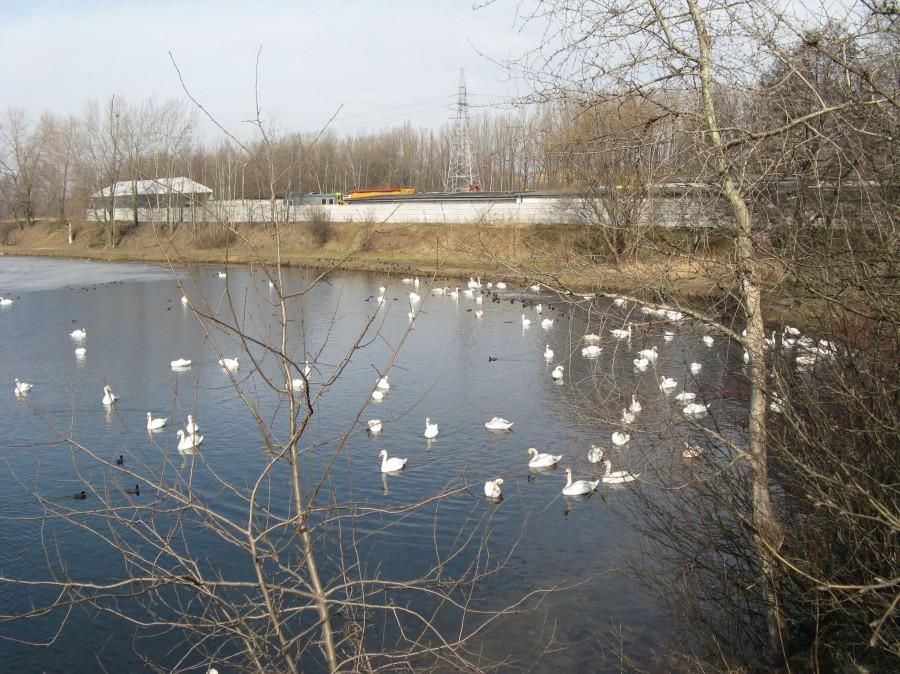 Stawiki