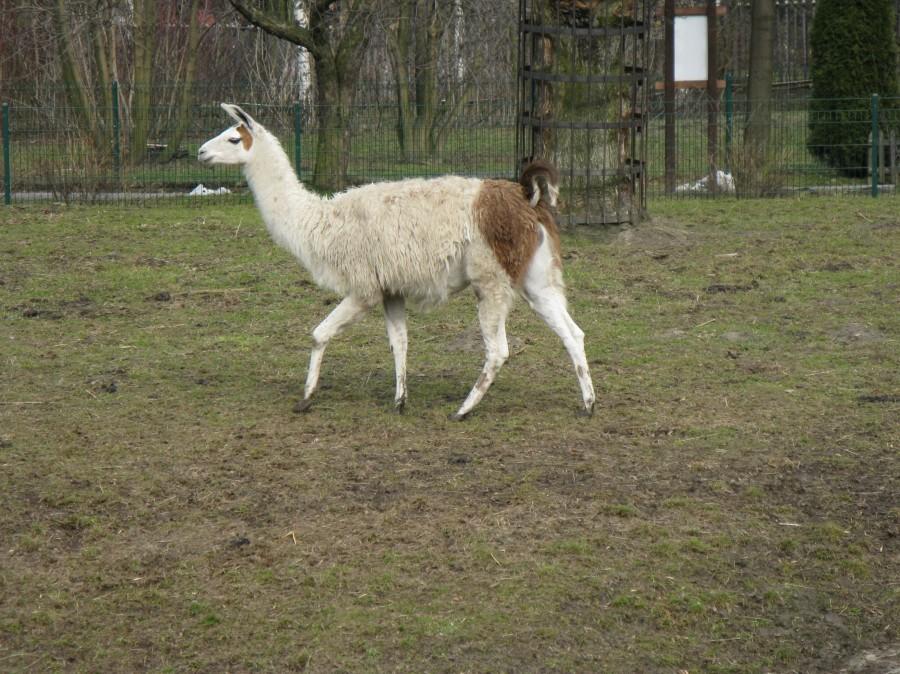 Lama albinos