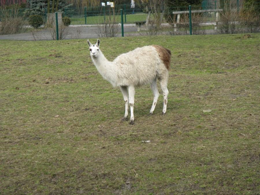 Lama biała