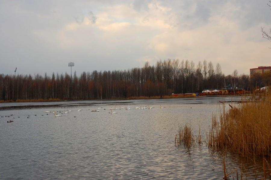 Stawiki w Sosnowcu