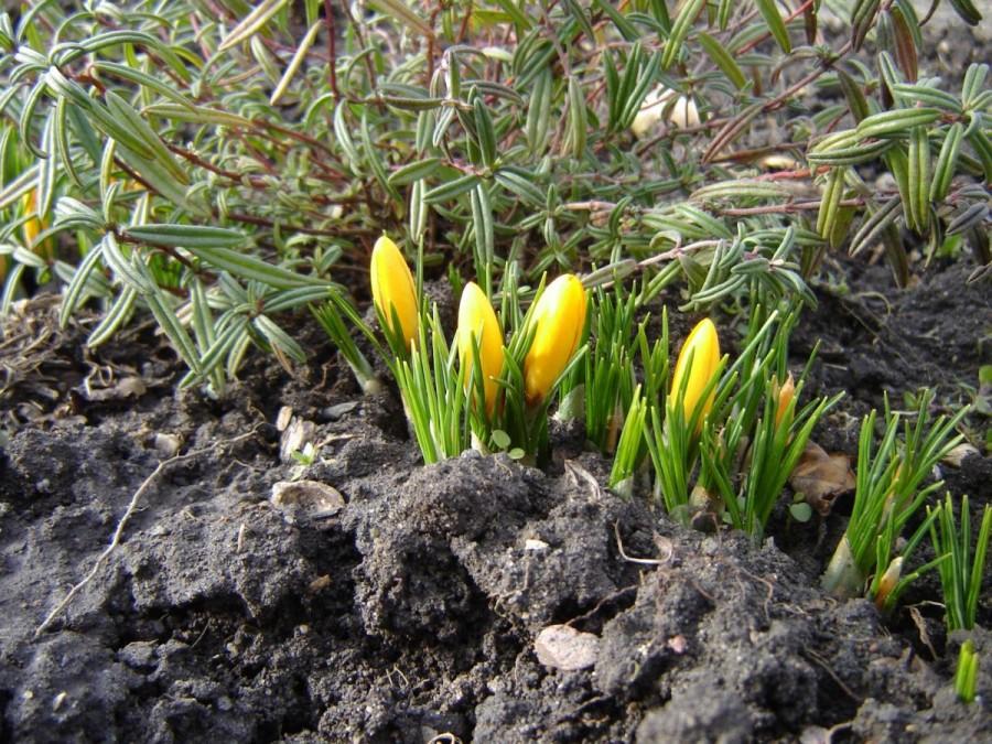 Krokusy