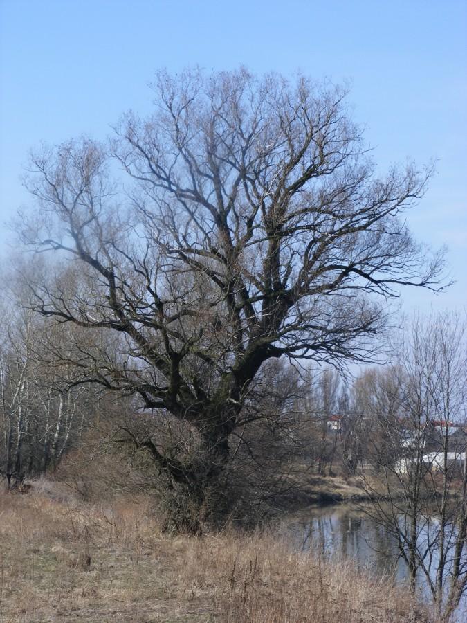 Drzewo nad Wisłokiem