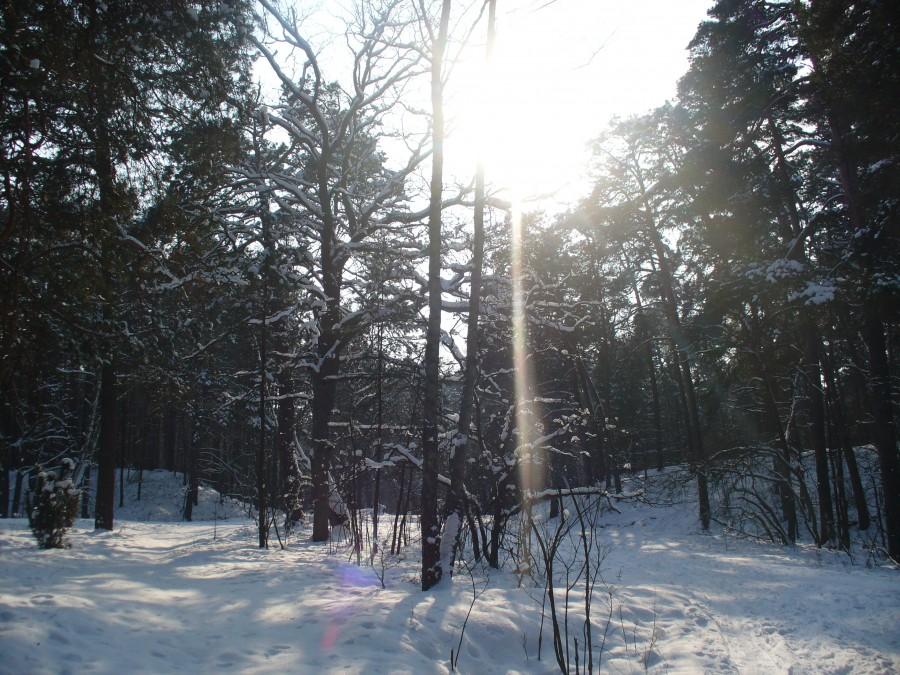 Puszcza Kampinoska pod śniegiem