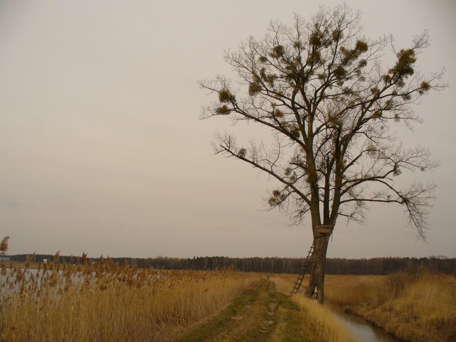 Walendów, grobla pomiędzy stawami
