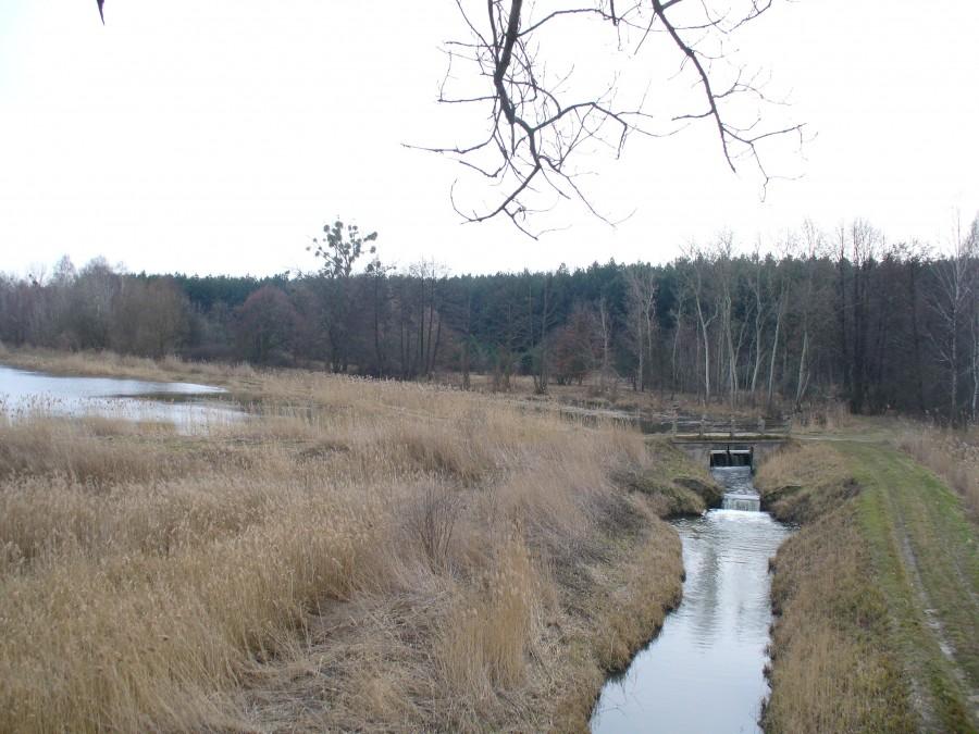 Widok z drzewa