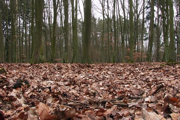 Puszcza Wkrzańska
