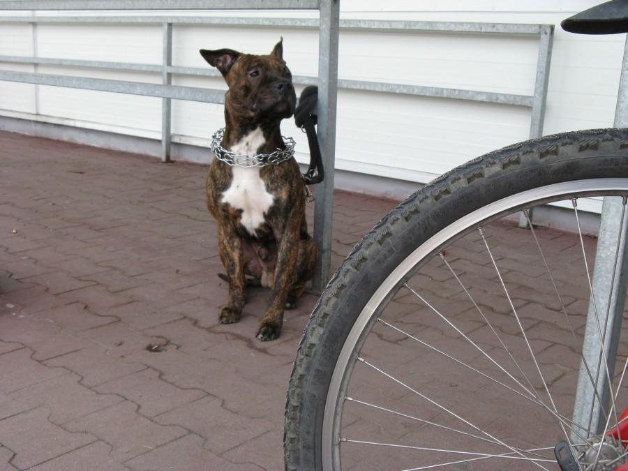 Ktoś pilnuje mojego roweru