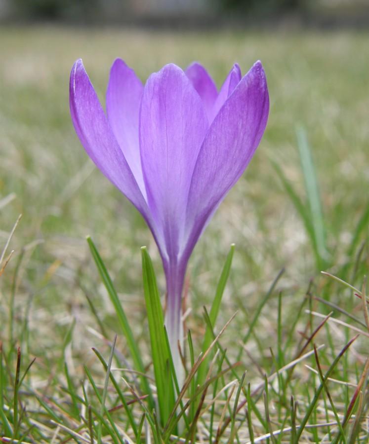Fioletowy krokus