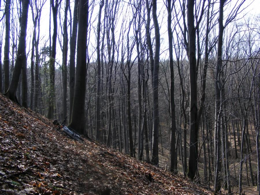 Górki w lesie