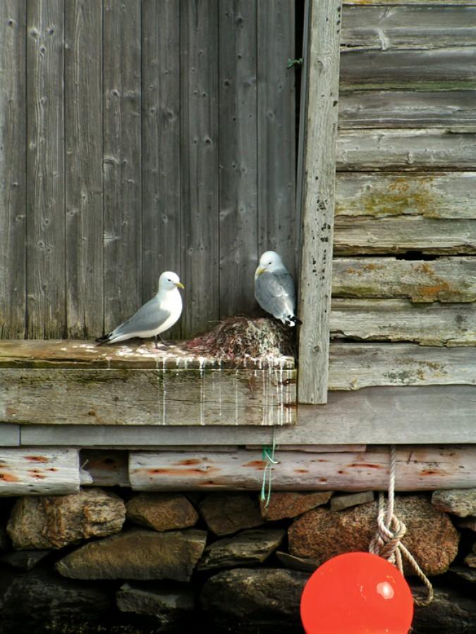 Wrażenia z wyspy Karmøy