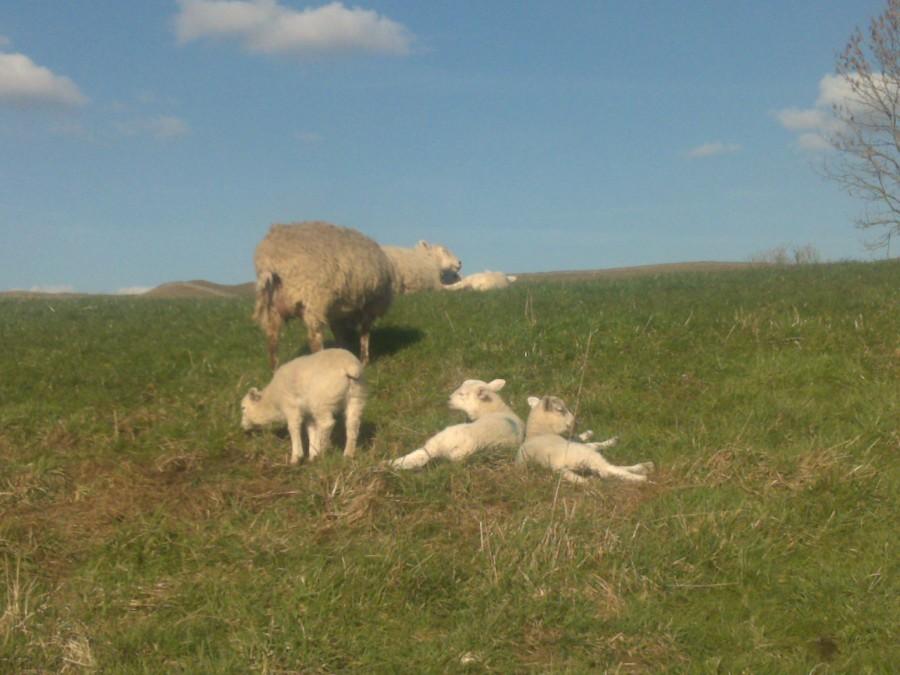 yorkshire dales