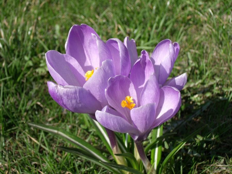 symbol wiosny