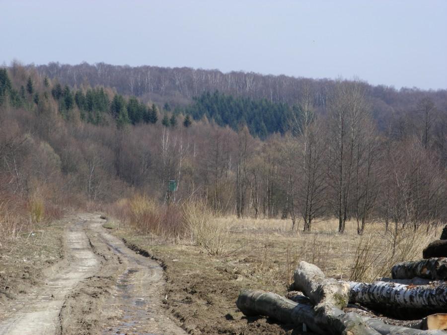 Las między Tarnawką, a Jawornikiem