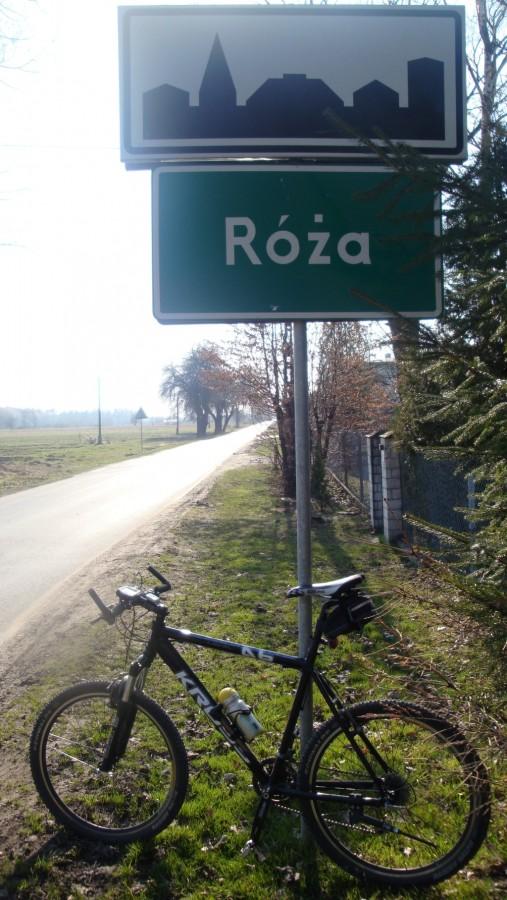 Róża