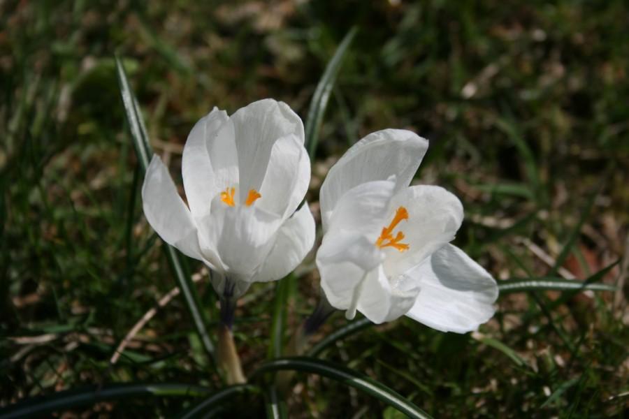 Kwiatuszki