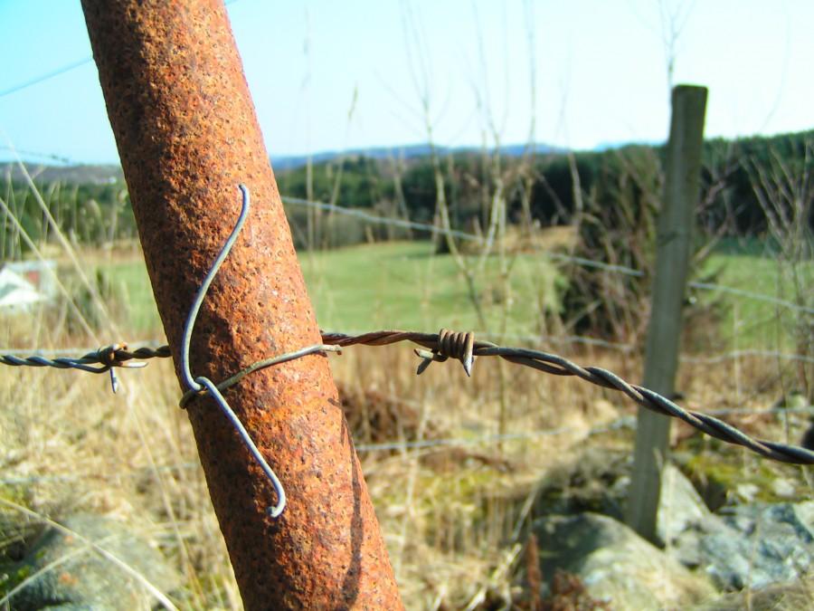 Pastuch
