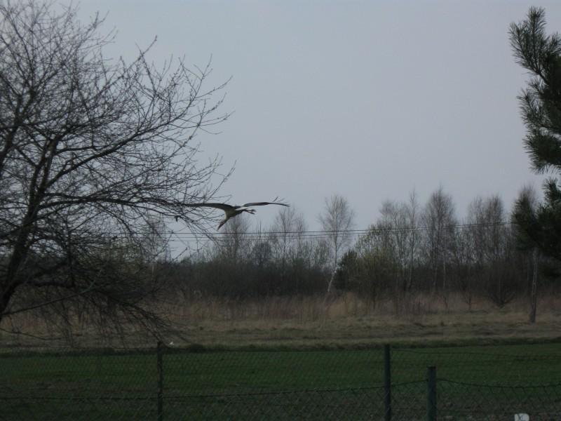 Bociek leci po materiały budowlane.