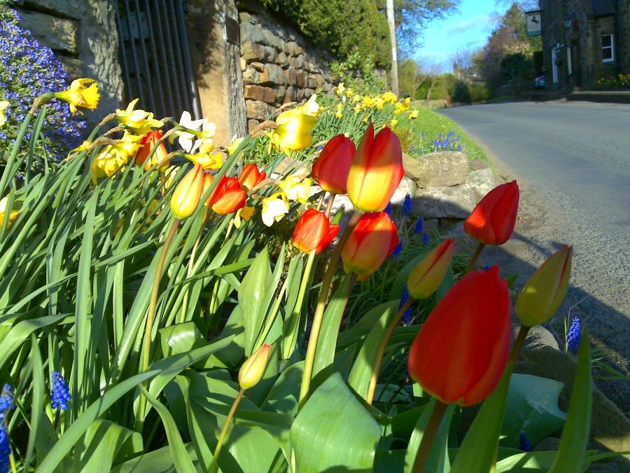 Tulipany