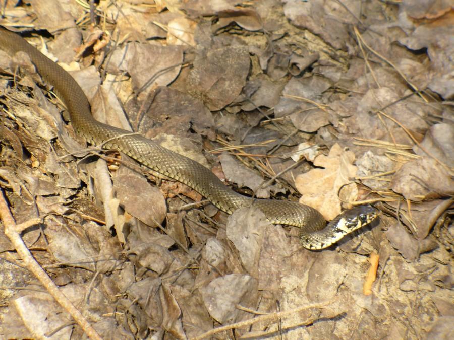Zaskroniec zwyczajny (Natrix natrix)