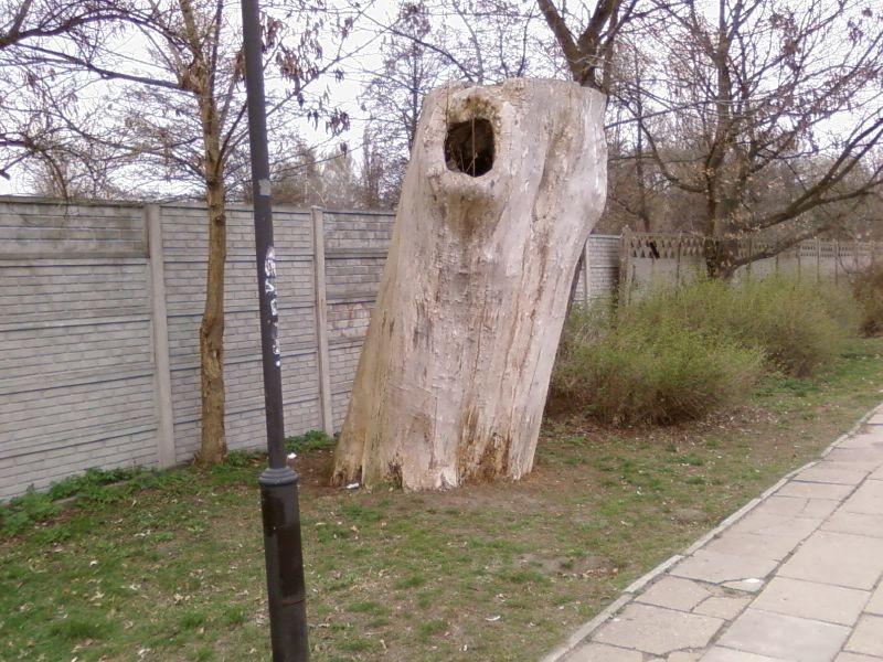 Wierzba w parku przy Źródłowej