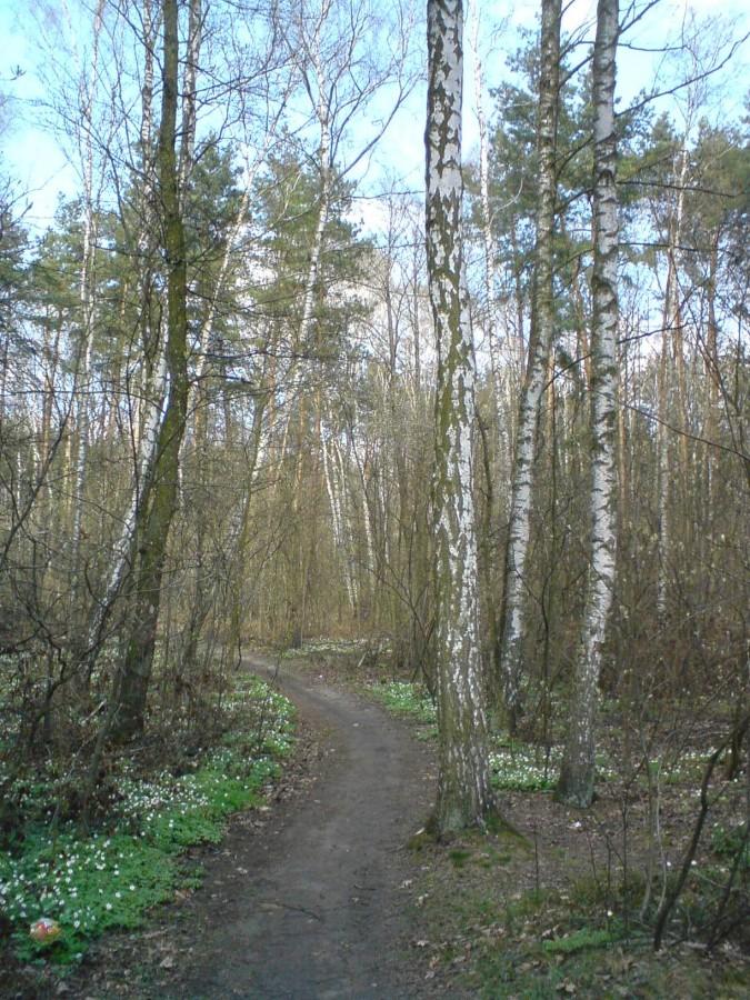Leśna ścieżka