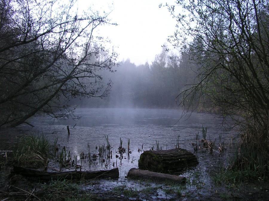 Wczesny ranek nad stawem