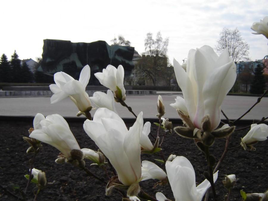 Elbląskie magnolie