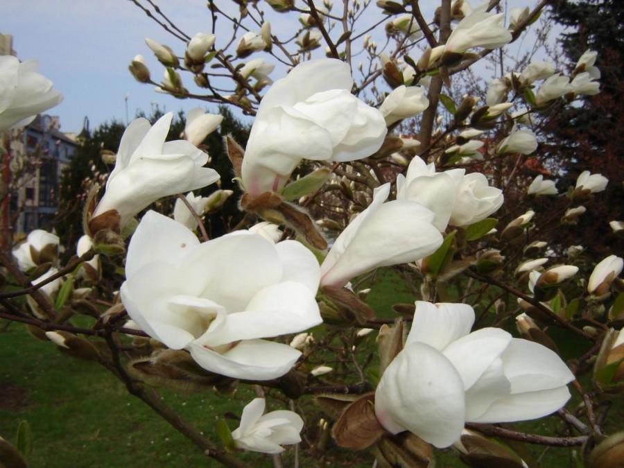 Magnolia