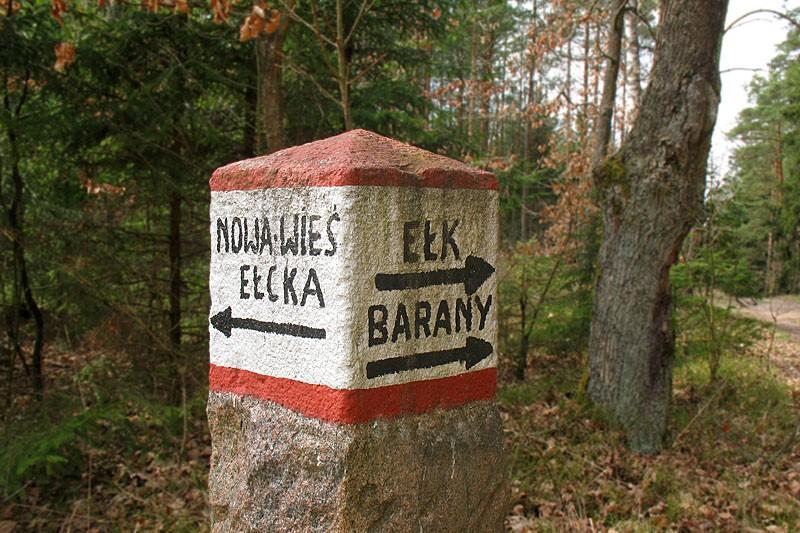Leśny drogowskaz