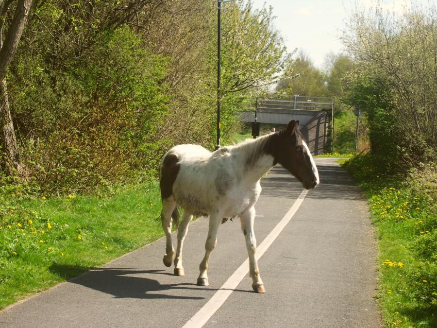 horse on the footpath