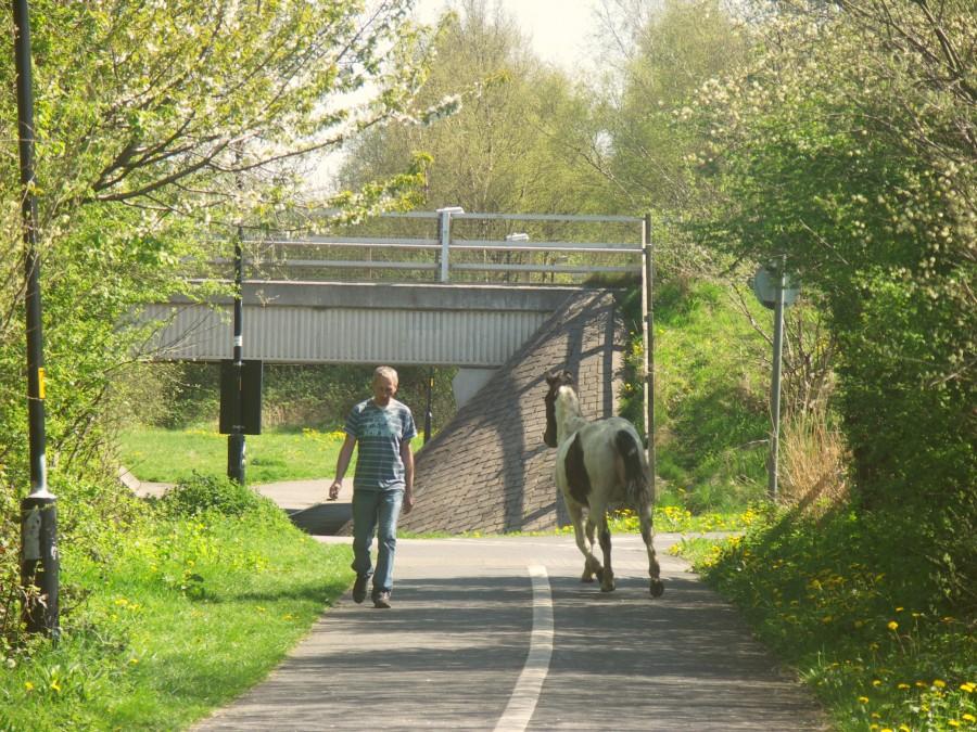 horse on the footpath