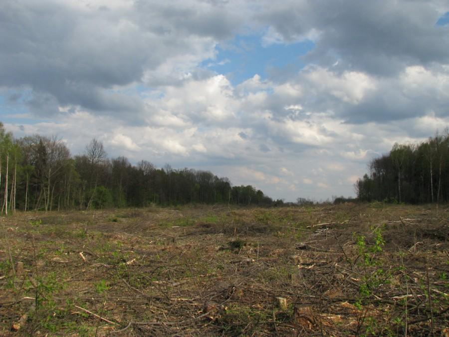 Szkoda drzew