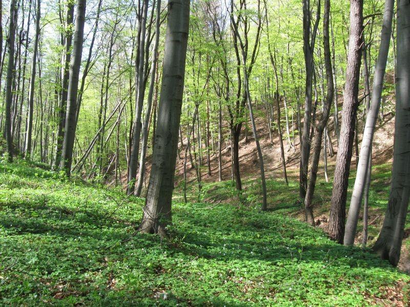 Las palonych klocków.