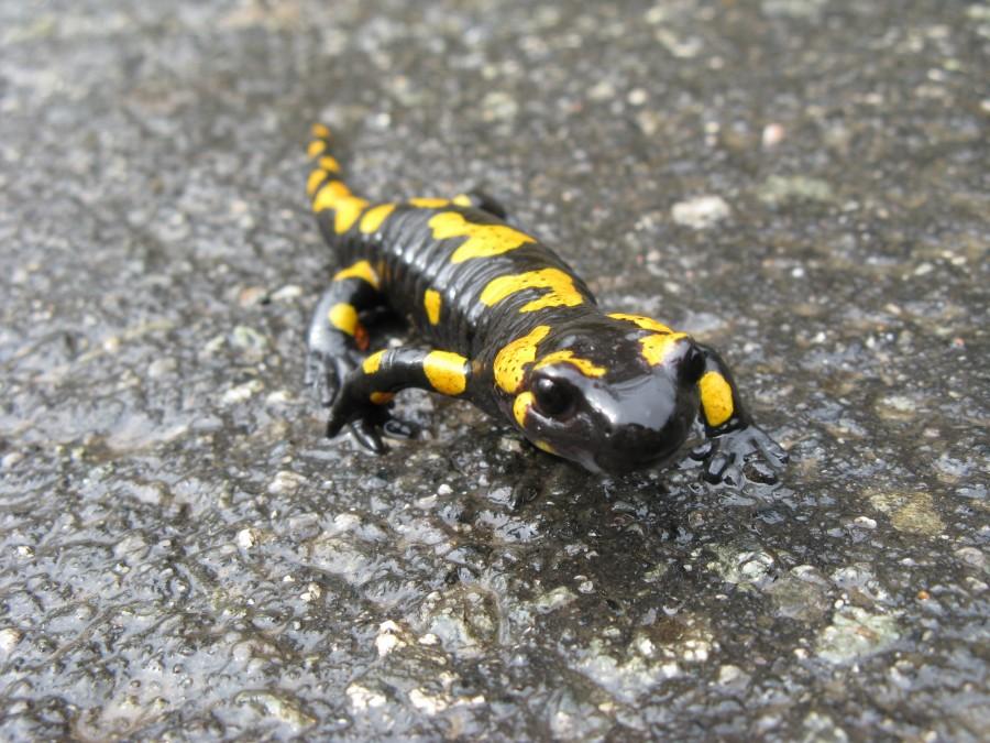 Salamanderka