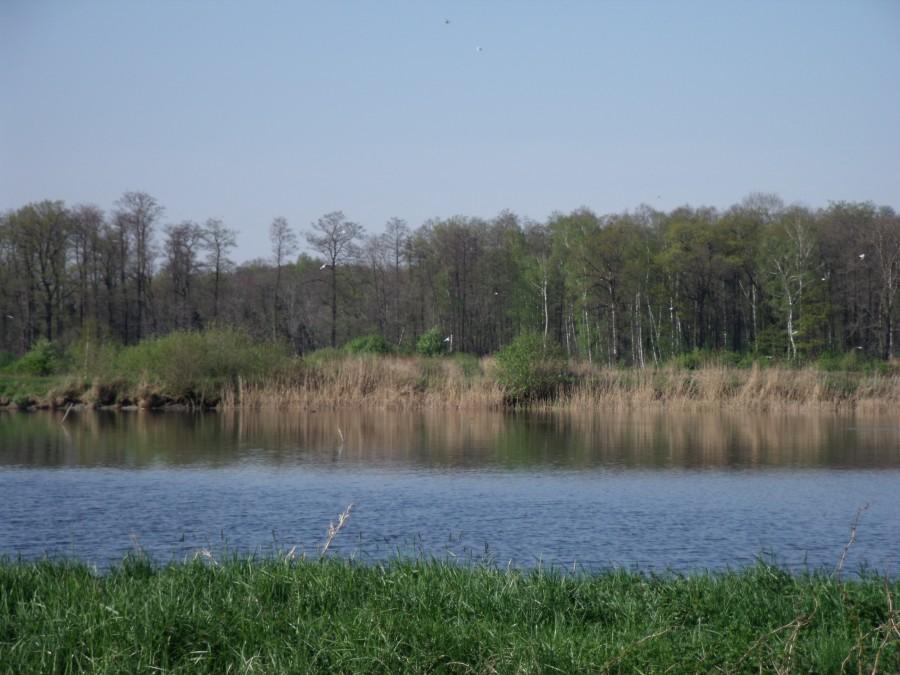 Stawy koło Malca