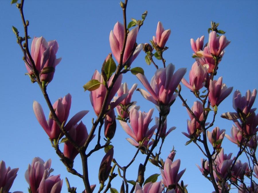 Magnolia Niagra