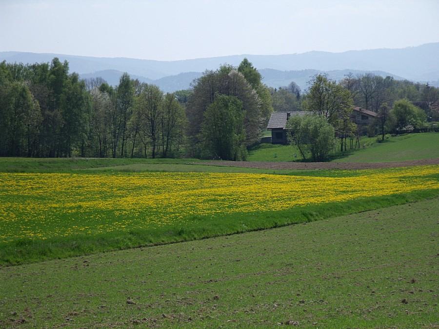 kwitnący rzepak