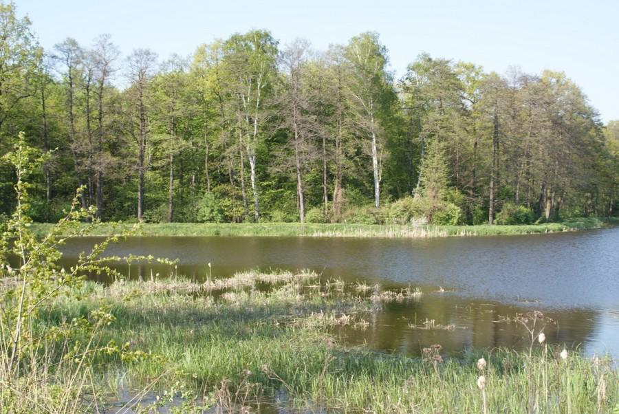 stawy w Łazach