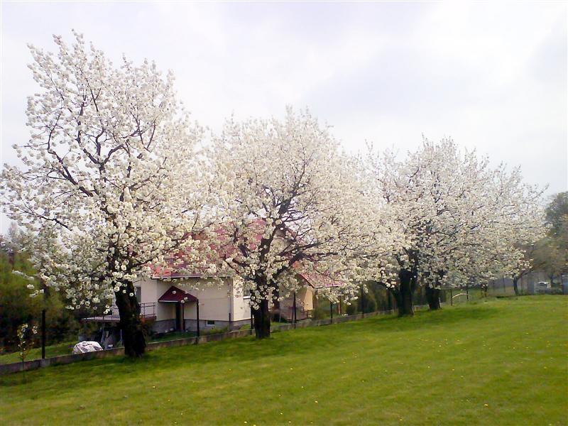 Czereśnie